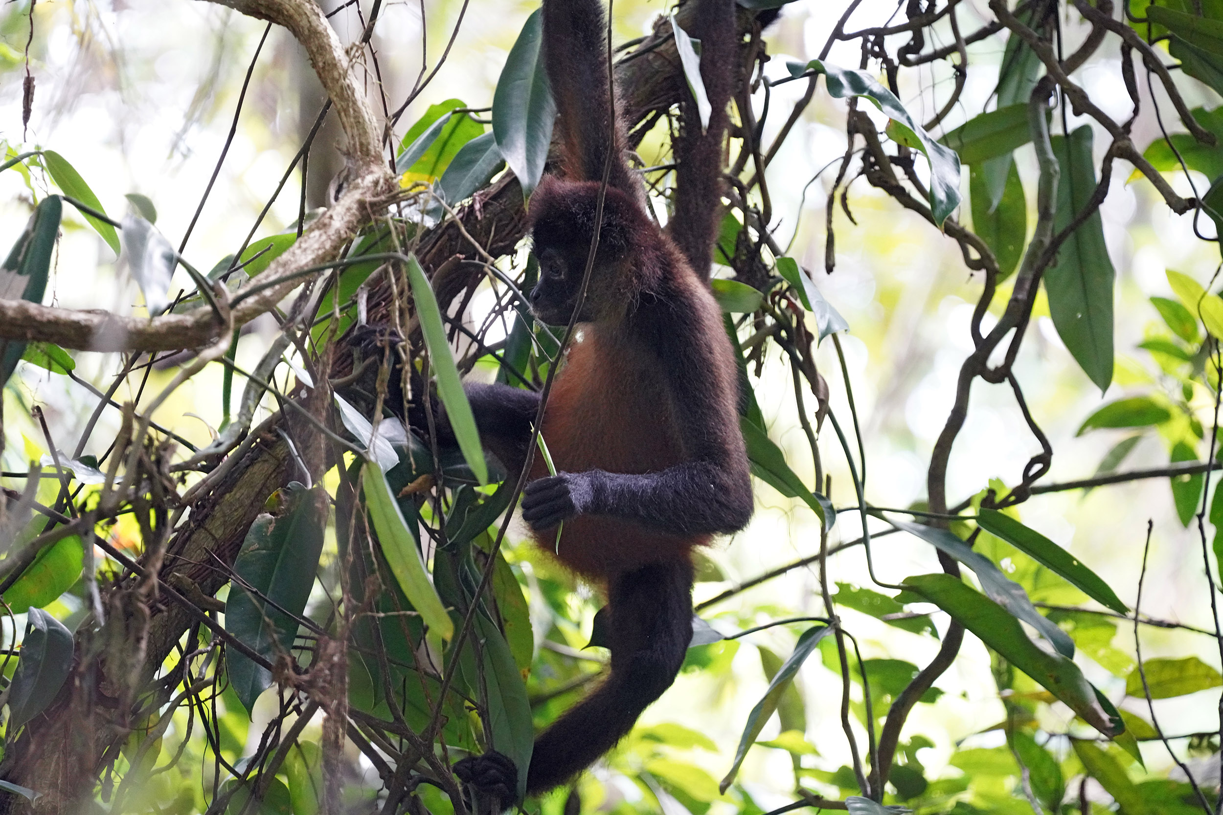Costa Rica - Février 2025